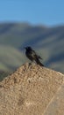 Vertical frame Bird perched on top of a damaged road against blurred mountain and blue sky Royalty Free Stock Photo