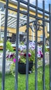 Vertical frame Black metal fence with potted colorful flowers against blurry homes and blue sky