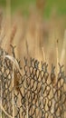 Vertical frame Close up of chain link fence and slim brown grasses on a sunny day Royalty Free Stock Photo