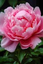 Vertical frame, close-up of open peony buds in water drops, AI-generated idea for floral background