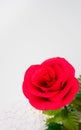 vertical of frame with closeup red rose flower at right bottom corner with copy space in white background Royalty Free Stock Photo