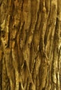 A vertical frame of dried tree skin stem texture background.