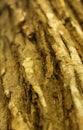 A vertical frame of dried tree skin stem texture background.