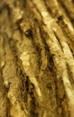 A vertical frame of dried tree skin stem texture background. Royalty Free Stock Photo