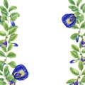 Vertical frame with Thai blue flowers. Butterfly pea flowers. Tropical plant, Ipomoea, clitoria ternatea, bluebellvine. Watercolor