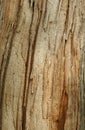 A vertical frame of tree skin stem texture background. Royalty Free Stock Photo