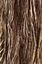 A vertical frame of tree skin stem texture background.
