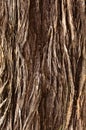 A vertical frame of tree skin stem texture background. Royalty Free Stock Photo