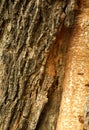 A vertical frame of tree skin stem texture background. Royalty Free Stock Photo