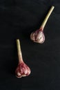 Vertical frame of two whole onions of garlic on a black background. Royalty Free Stock Photo