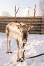 Vertical front view shot of cute little reindeer pasturing in snowy deer farm on winter frozen sunny day. Horned deer