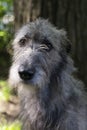 Vertical frontal closeup of beautiful grey Irish Wolfhound in garden