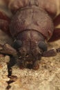 Vertical frontal closeup on a large longhorn beetle from Southern France , the rust pine borer, Arhopalus rusticus