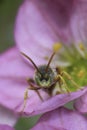 Vertical frontal closeup on a male Lathbury's Nomada solitary bee, Nomada lathburiana on a pink flower