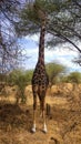 Vertical frontal photograph of a black giraffe eating from an acacia on a pathway in the savanna of Tarangire National Park, in