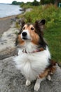 Vertical frontal view of tricoloured Shetland Shepherd sitting on boulder