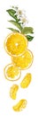 Vertical fruit decor line with orange fruit halves, leaves, flow