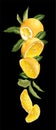 Vertical fruit decor line with orange fruit, halves, leaves and