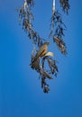 Elegant vertical portrait of Robin with blue sky copy space