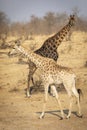 Vertical full body of two giraffe walking in dry winter bush in Kruger Park South Africa Royalty Free Stock Photo