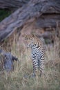 A vertical, full length, colour image of a young leopard, Panthera pardus, standing and staring in the Okavango Delta, Botswana.