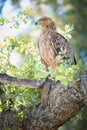 A vertical, full length, colour photograph of a tawny eagle, Aquila rapax, perched on a shady branch in