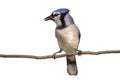 Vertical full length view of bluejay on a branch Royalty Free Stock Photo