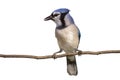 Vertical full length view of bluejay on a branch