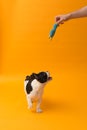 Vertical full length view of cute pied French Bulldog puppy jumping to catch squeaky toy