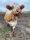 Vertical funny shot of a cow in the farm against blur background