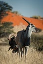 Vertical funny shot of a Southern Ostrich looking at Common eland