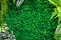 Vertical garden background, green moss in office or home interior for wallpaper Royalty Free Stock Photo
