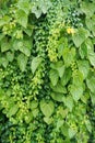 Vertical garden background, Nice leaf and plant texture Royalty Free Stock Photo