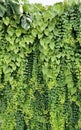 Vertical garden background, Nice leaf and plant texture Royalty Free Stock Photo