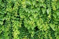 Vertical garden background, Nice leaf and plant texture Royalty Free Stock Photo