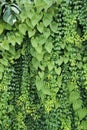 Vertical garden background, Nice leaf and plant texture Royalty Free Stock Photo