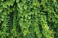 Vertical garden background, Nice leaf and plant texture Royalty Free Stock Photo