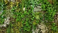 The vertical garden is decorated with a variety