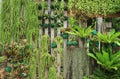 Vertical garden Royalty Free Stock Photo