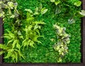 Vertical garden detail, green plants wall in office or home interior