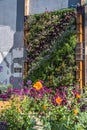 Vertical garden with flowering plants, greening concept