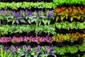 Vertical garden