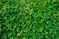 vertical garden with green leaf Royalty Free Stock Photo