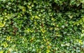 Vertical garden green leafes wall or tree fence for background. Natural texture Royalty Free Stock Photo