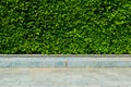 Vertical garden green leaves wall or tree fence behide the road Royalty Free Stock Photo