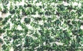 Vertical garden with green plants on it. Royalty Free Stock Photo