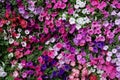 Vertical garden nature backdrop, colorful petunia flowering plan