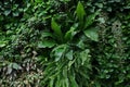 Vertical garden nature backdrop, living green wall of devil`s ivy, sword fern, bird`s nest fern, hanging Dischidia houseplant an