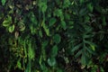 Vertical garden nature backdrop, living green wall indoors garden with various tropical rainforest foliage plants devil`s ivy, Royalty Free Stock Photo