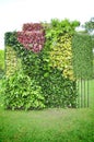 Vertical garden Royalty Free Stock Photo